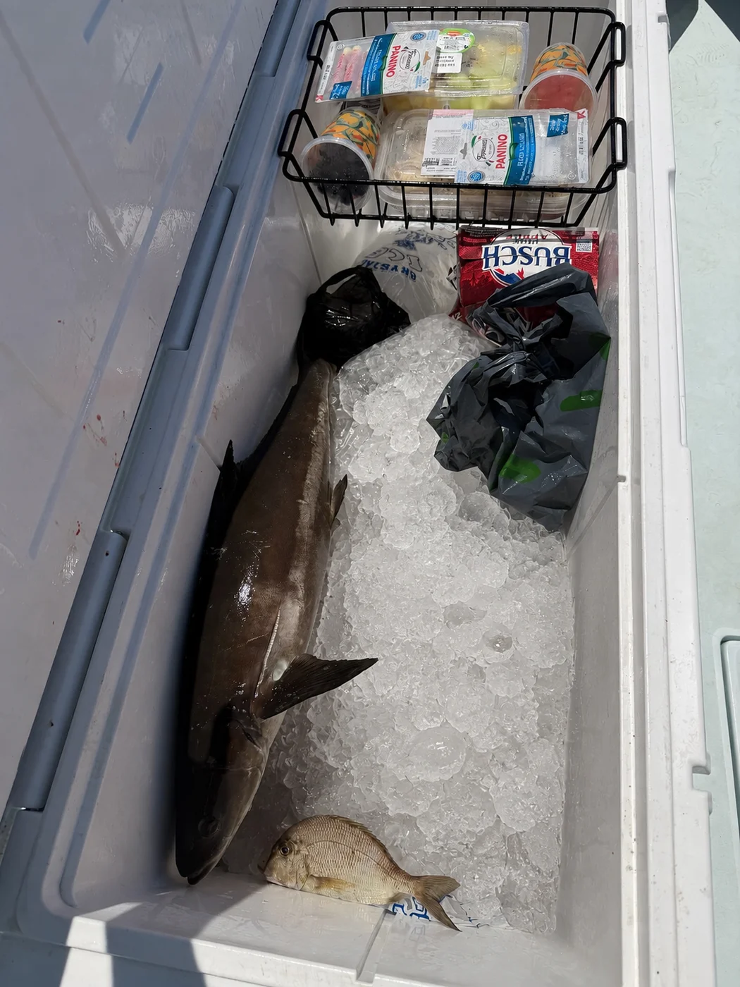 A cobia and a mangrove snapper on ice in the fish box after a near-shore trip