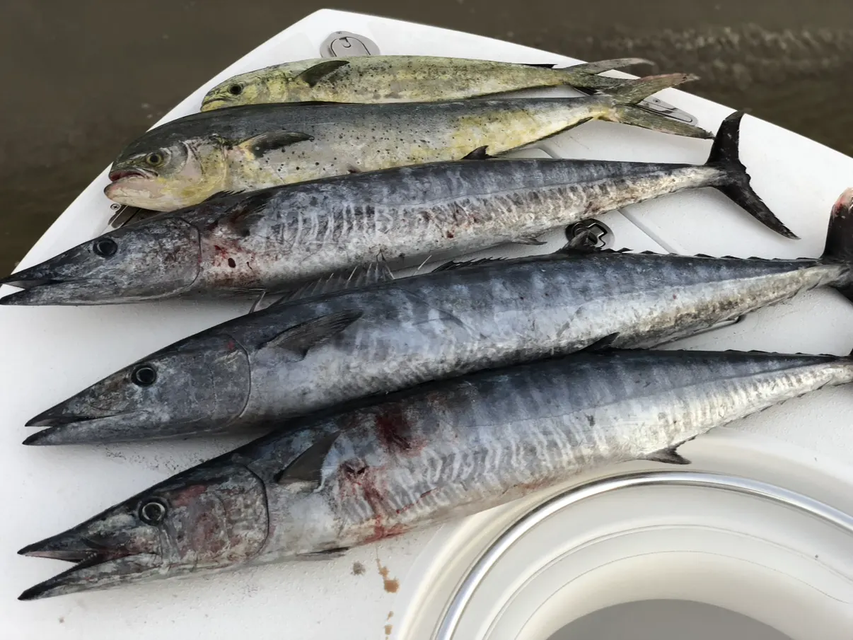 High-Speed Wahoo Trolling: The Carolina Program That Actually Works